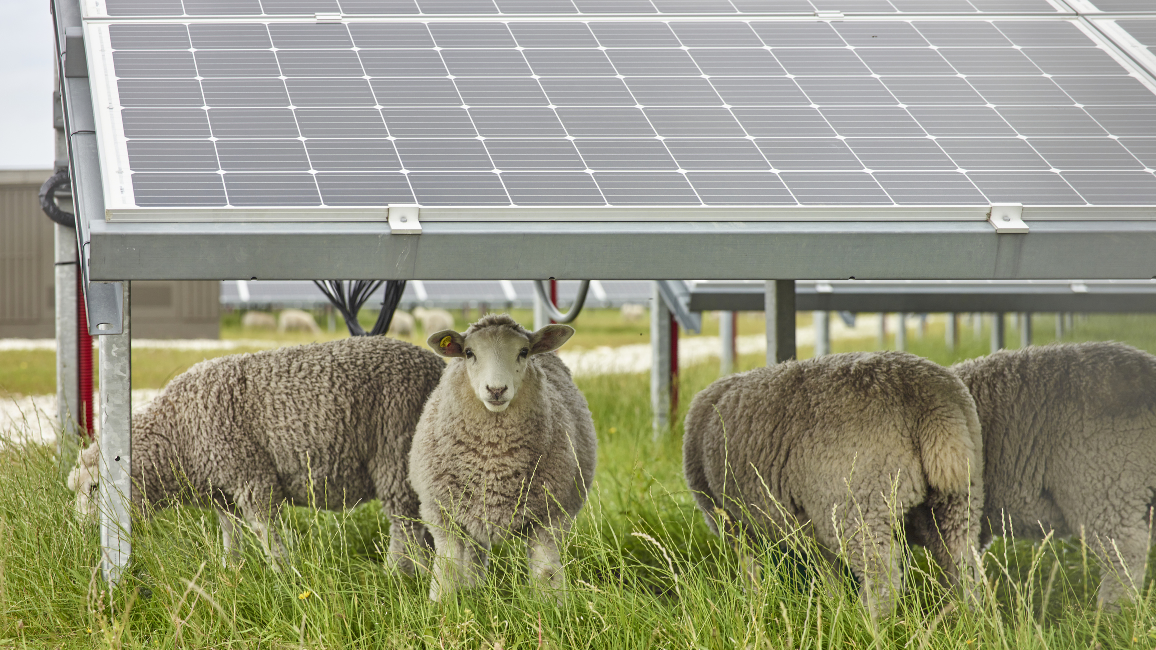 Sheep standing under solar panels on farmland.