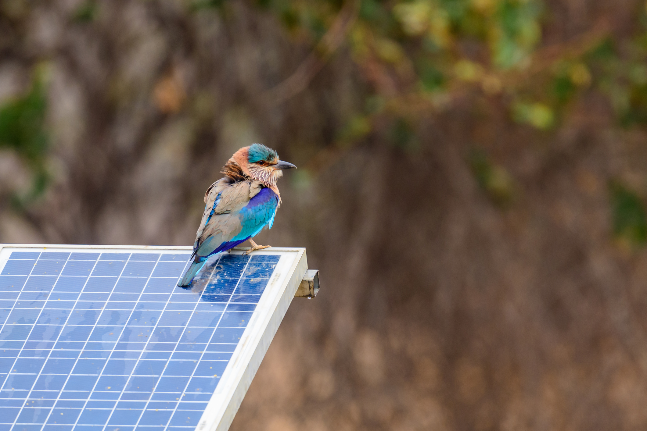 A Bird sitting on top of a solar panel.