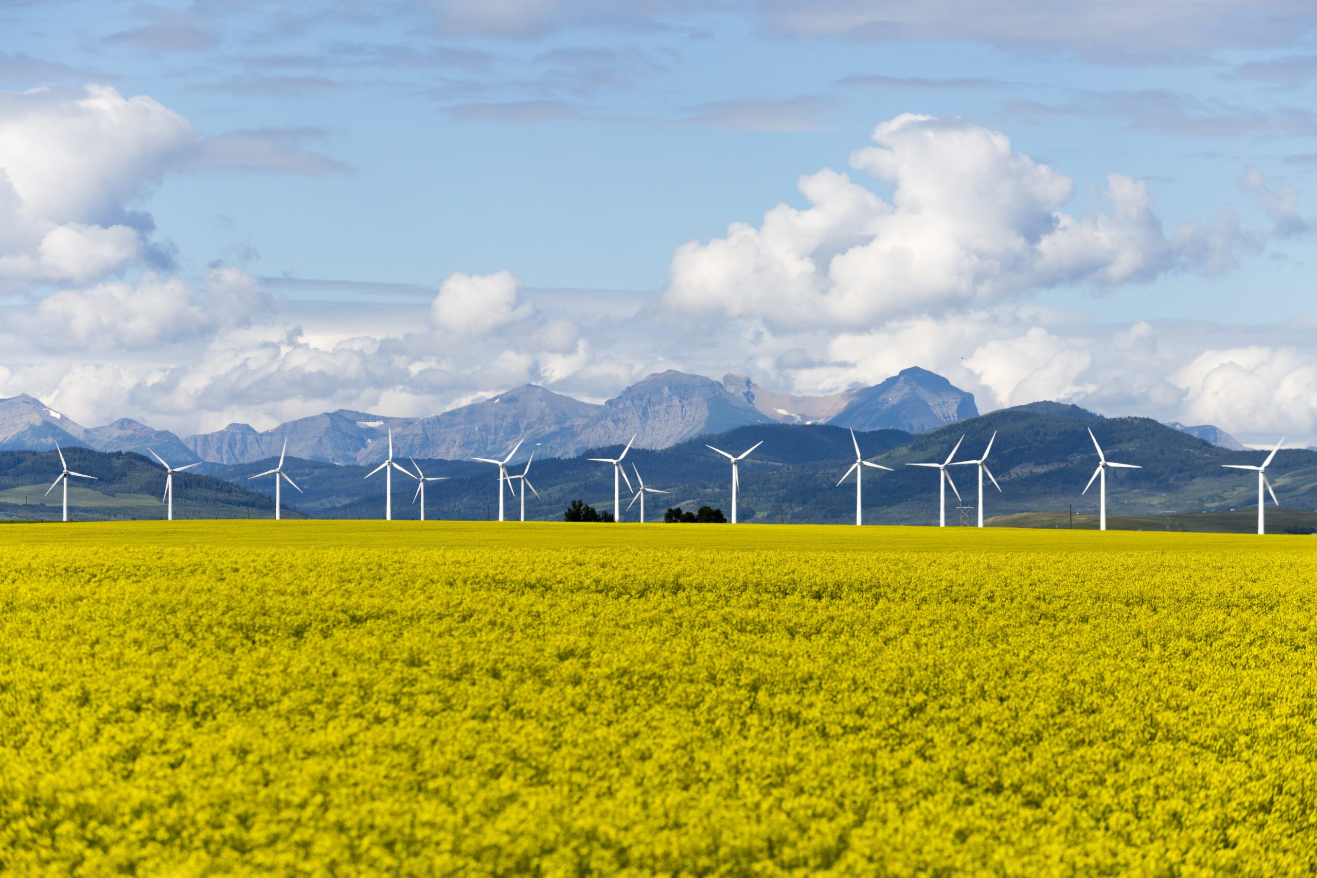 A row of wind turbines line a yellow field in Alberta, Canada.