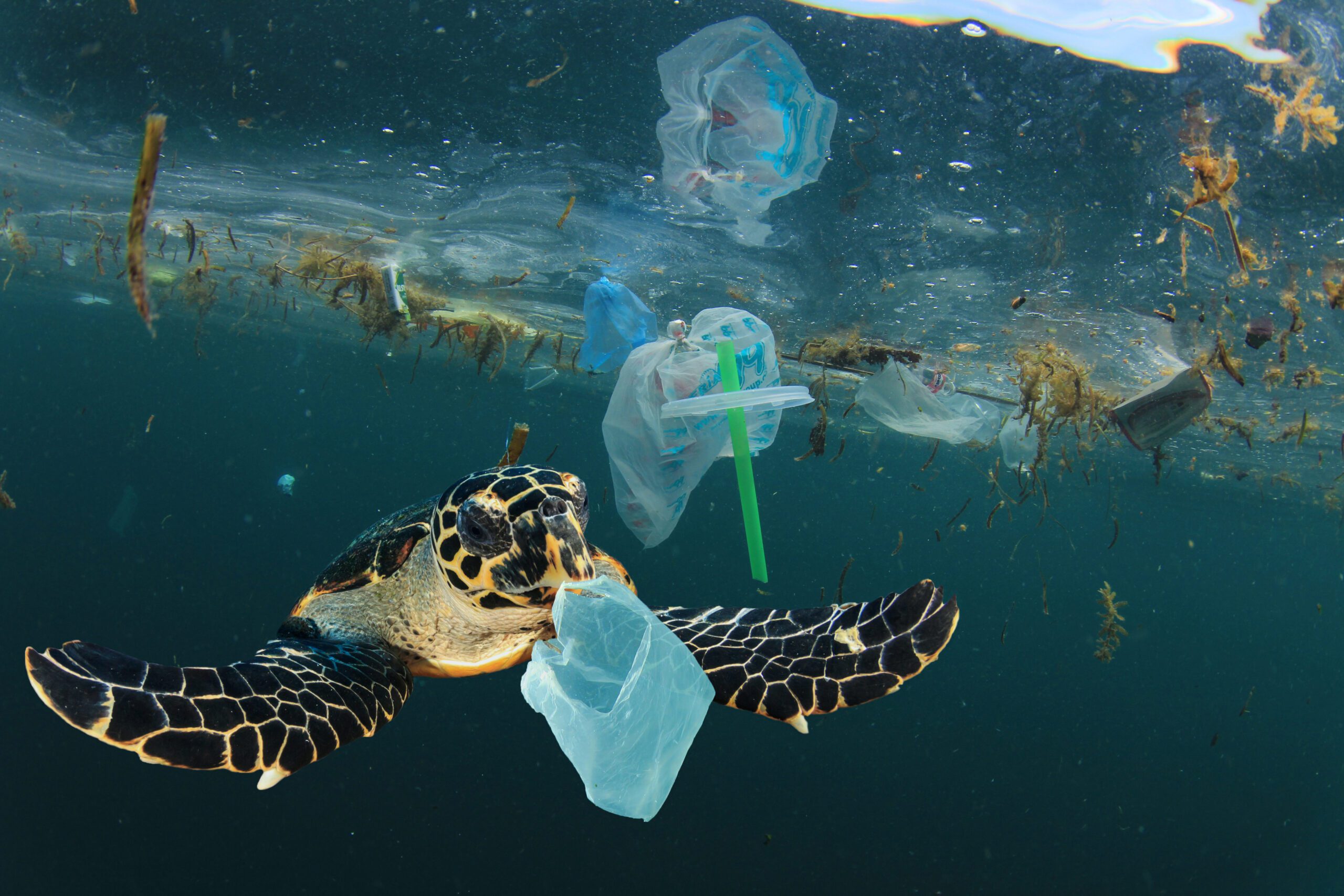 A sea turtle swimming in the ocean surrounded by plastic waste.