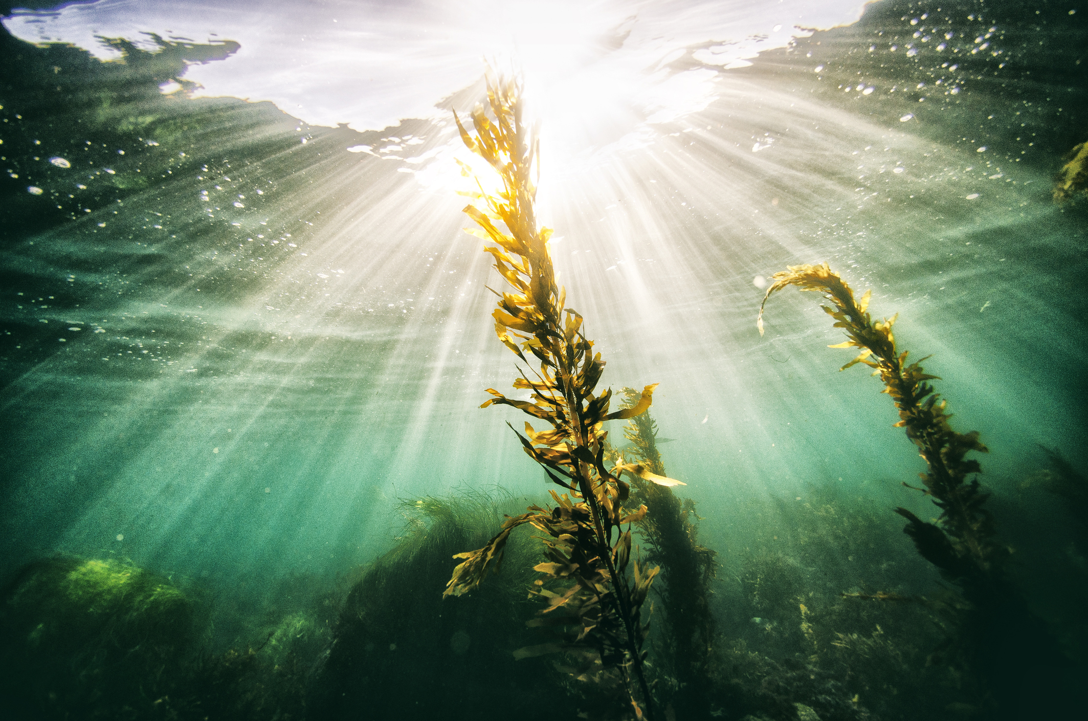 Seaweed growing under the sea with rays of light from shining through the surface.