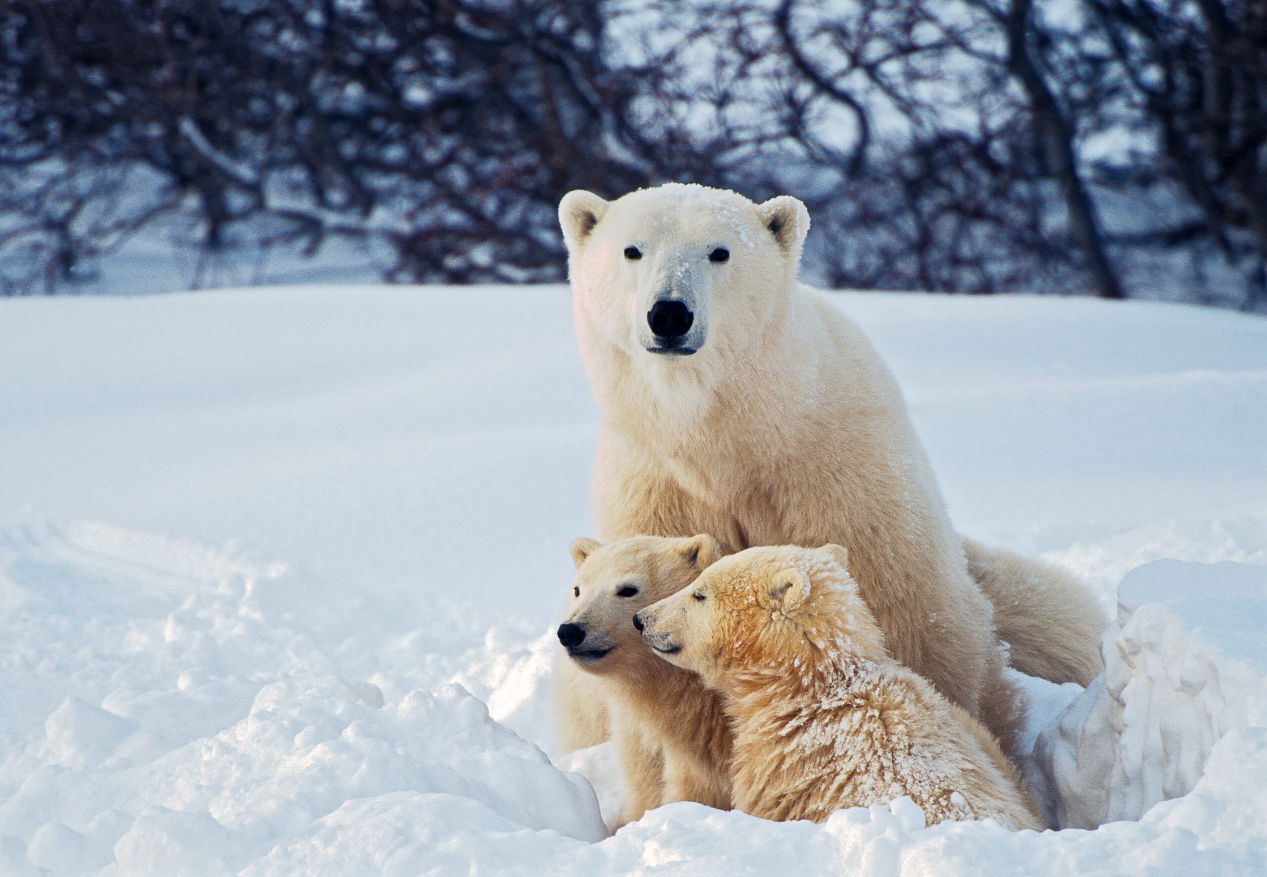 A polar bear sitting in a snowbank with its two cubs